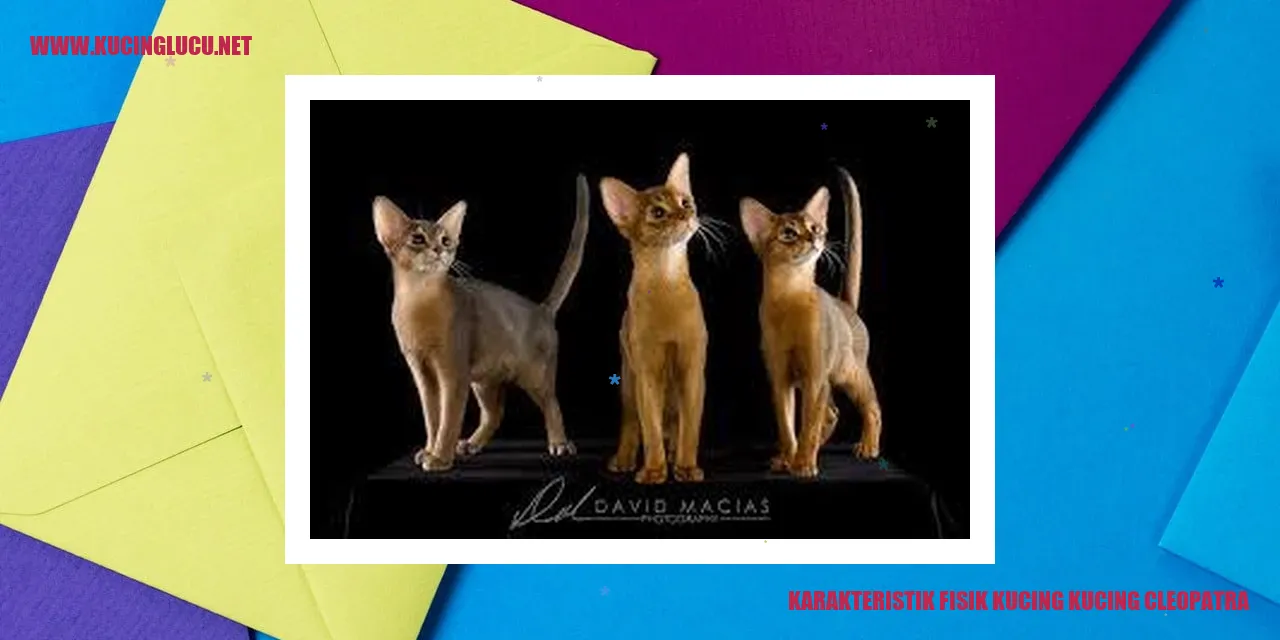 Gambar Kucing Cleopatra