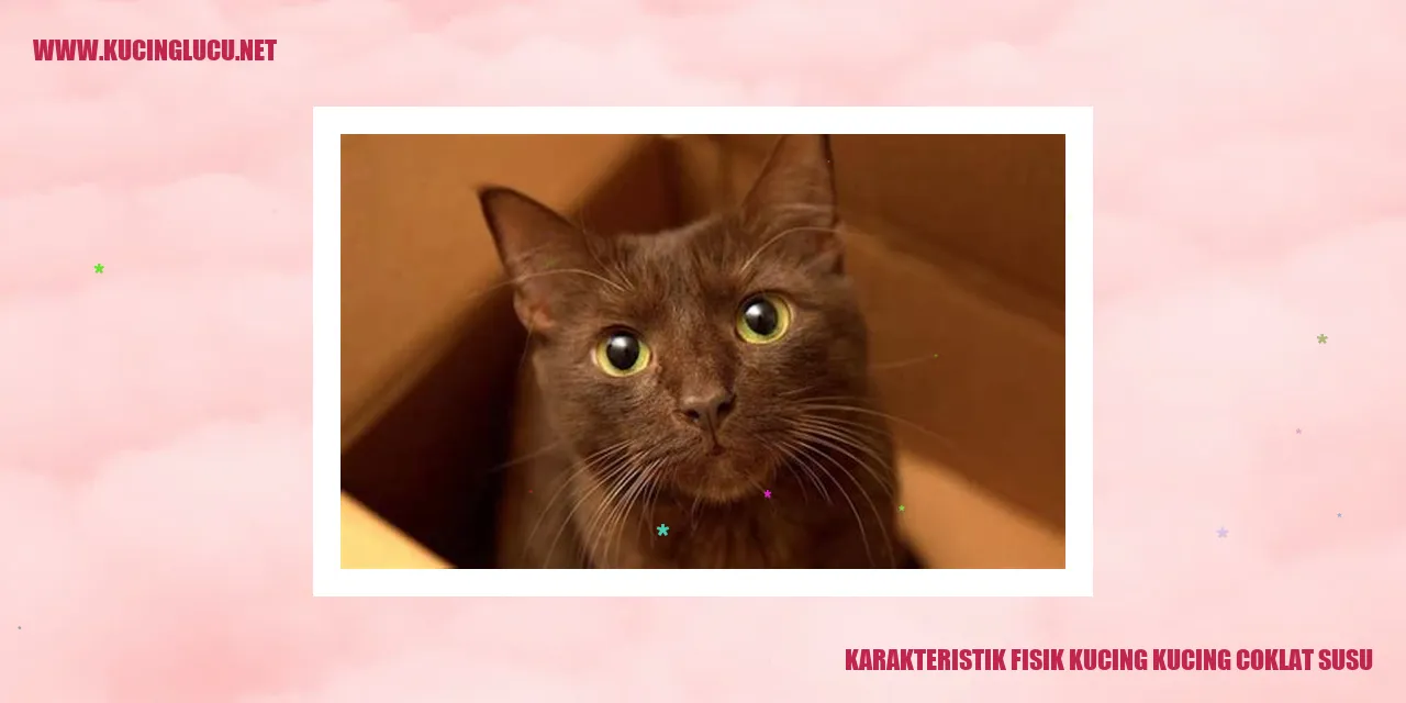 Gambar Kucing Coklat Susu