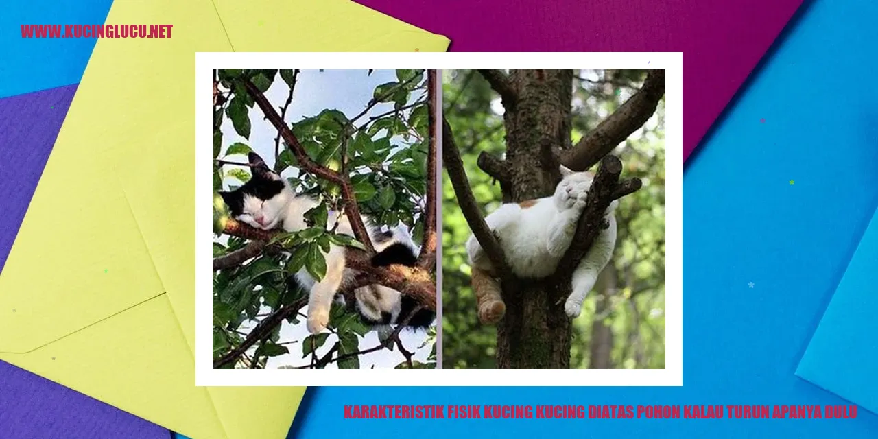 Karakteristik fisik kucing di atas pohon