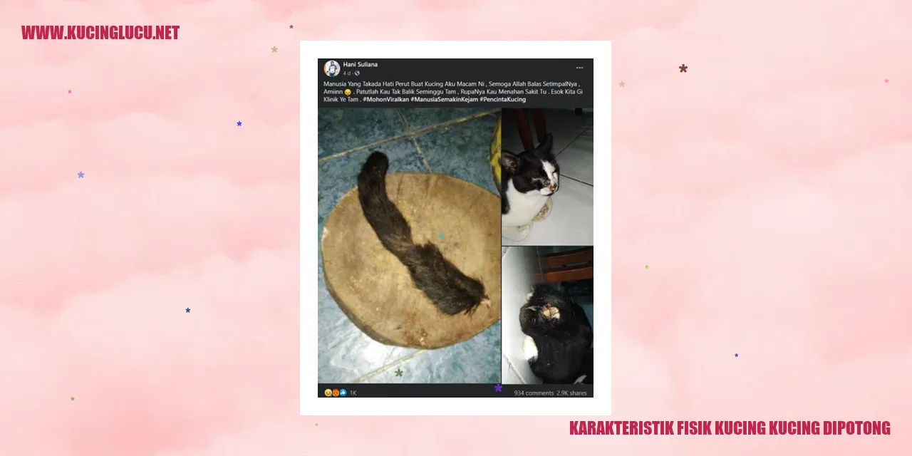 Kucing