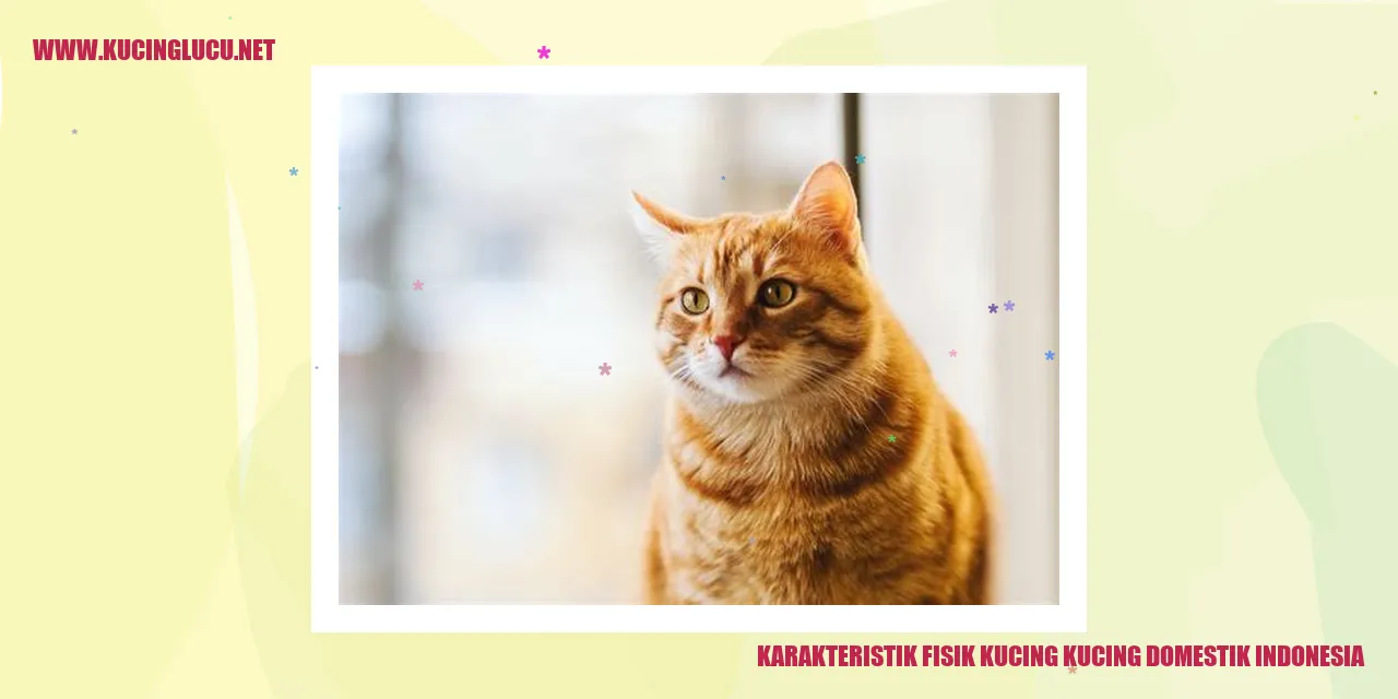 Gambar Kucing Domestik Indonesia dengan Karakteristik Fisiknya