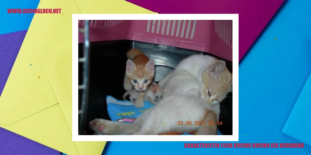 Karakteristik Fisik Kucing kucing eek berdarah
