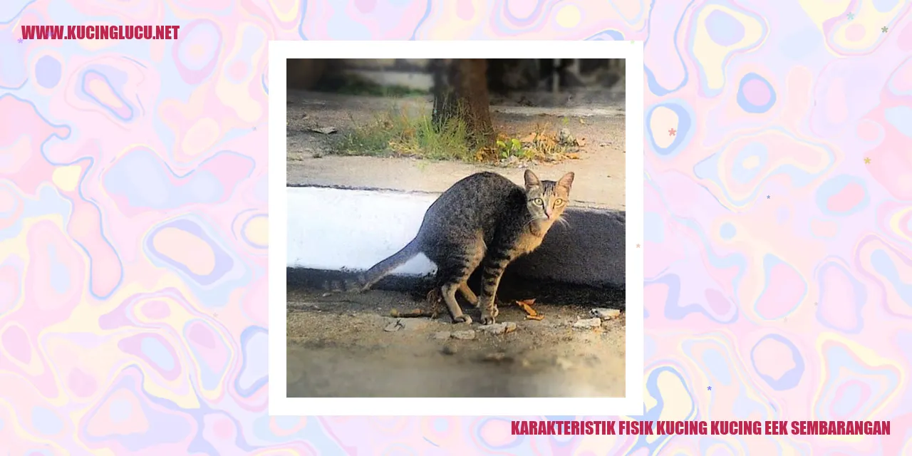Karakteristik Fisik Kucing eek sembarangan