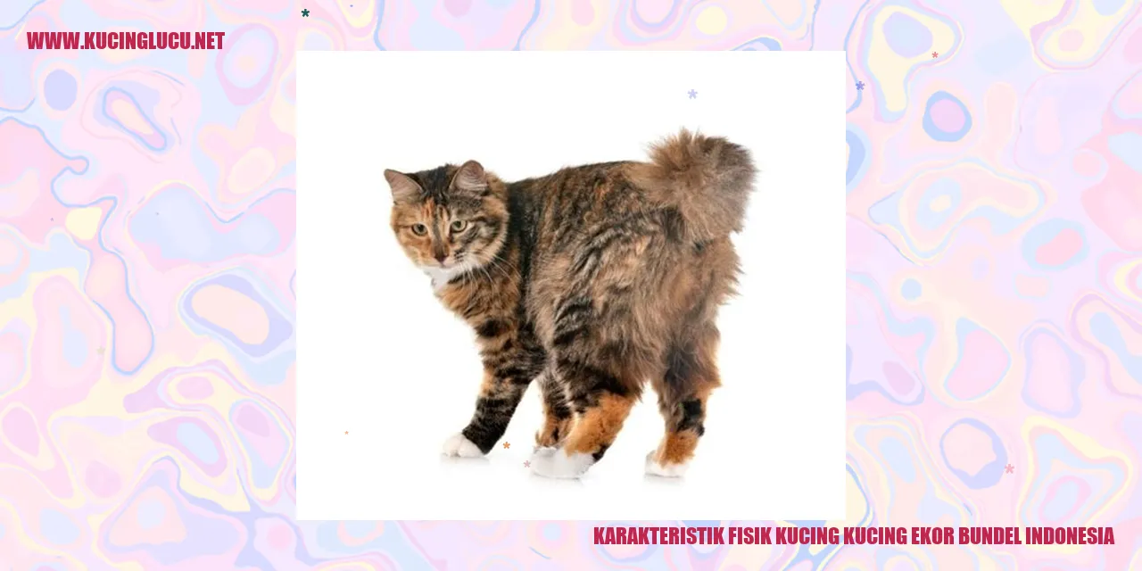 Karakteristik Fisik Kucing Ekor Bundel Indonesia