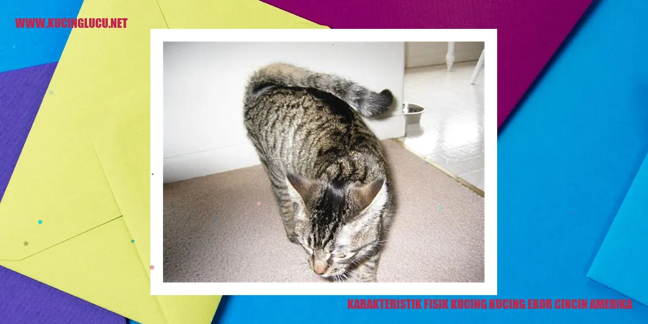 Karakteristik Fisik Kucing Ekor Cincin Amerika