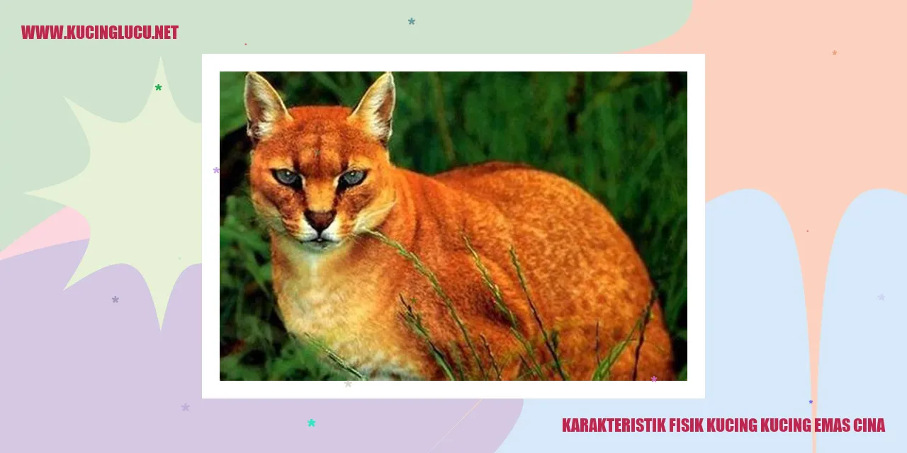 Karakteristik Fisik Kucing Kucing Emas China