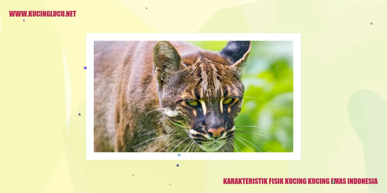 Gambar Kucing Emas Indonesia