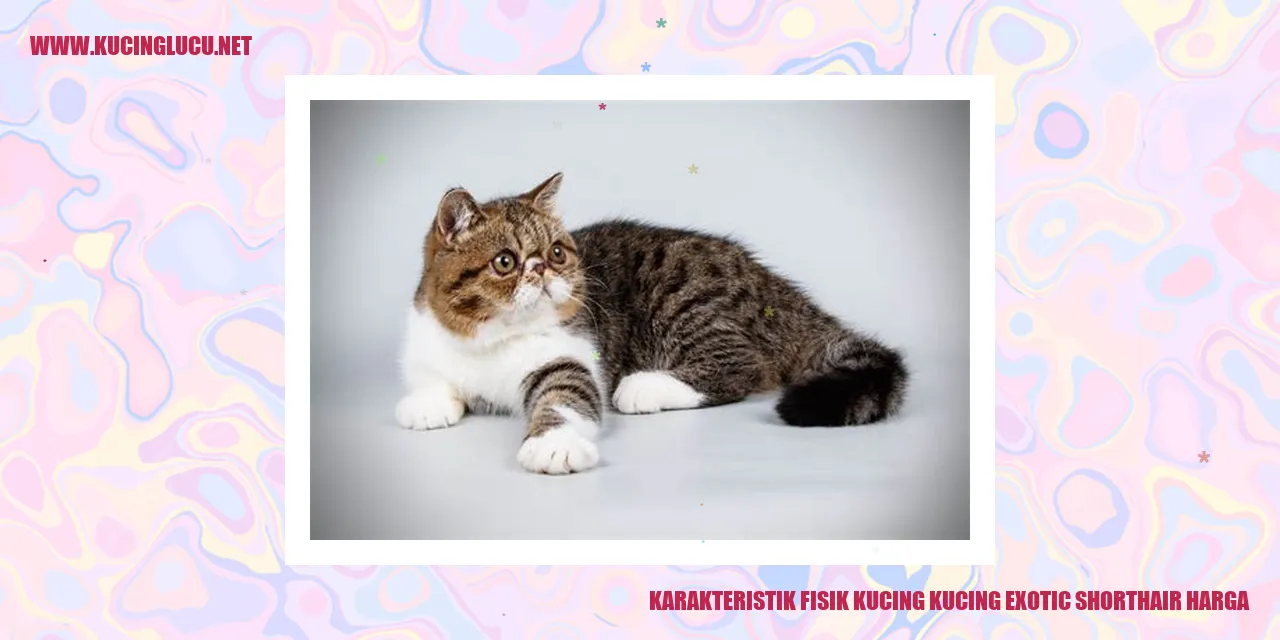 Karakteristik Fisik Kucing Exotic Shorthair