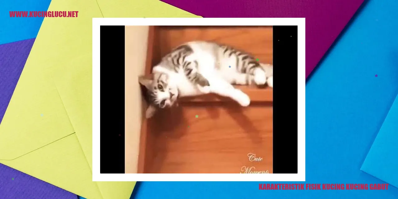 foto kucing malas