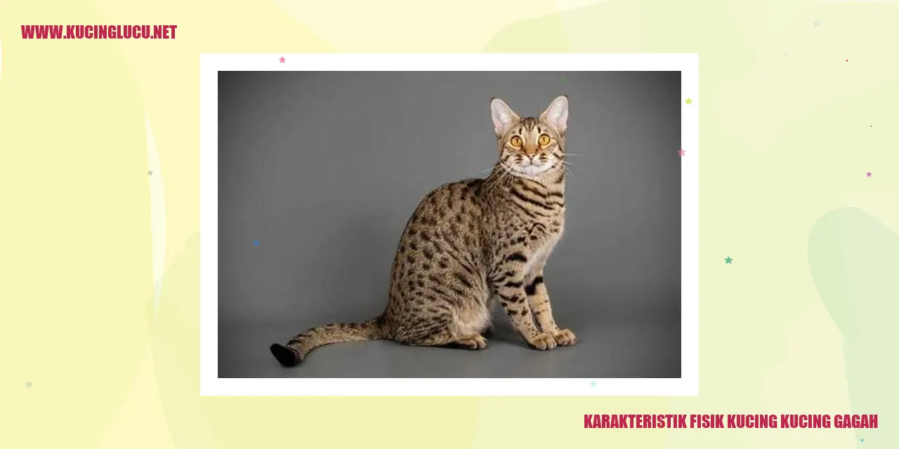 Kucing Gagah
