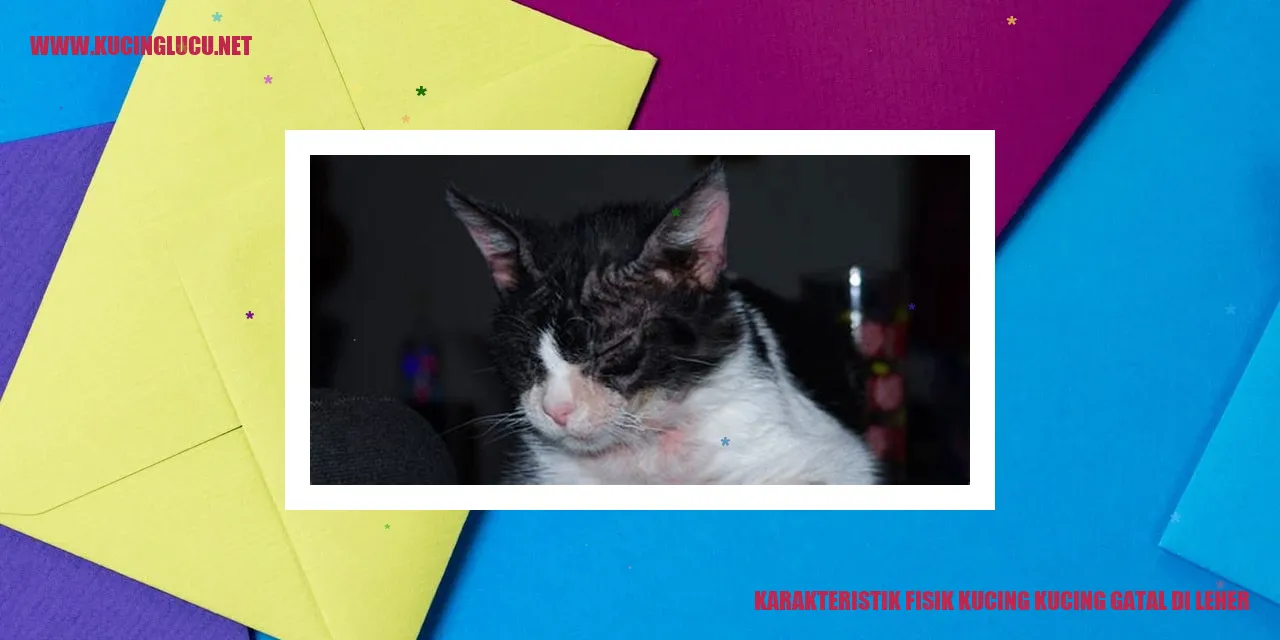Karakteristik Fisik Kucing yang Mengalami Gatal di Leher