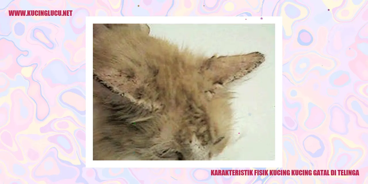 Gambar Kucing