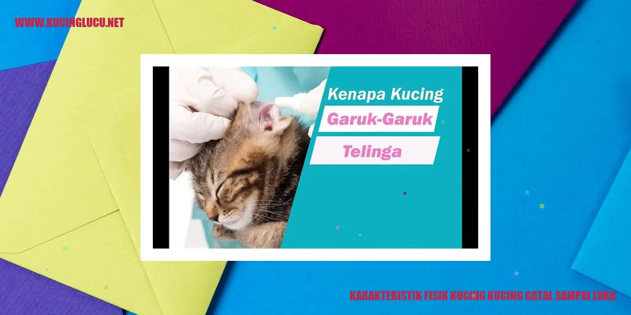 Kucing gatal sampai luka