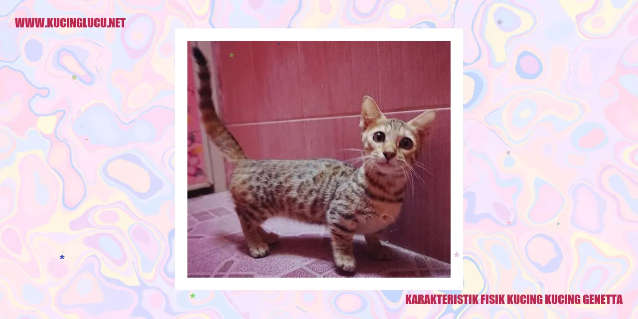 Karakteristik Fisik Kucing Genetta