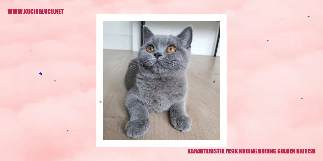 Karakteristik Fisik Kucing Golden British