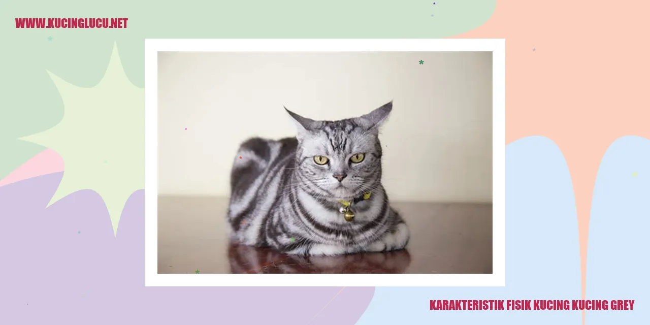 Karakteristik Fisik Kucing Abu-abu