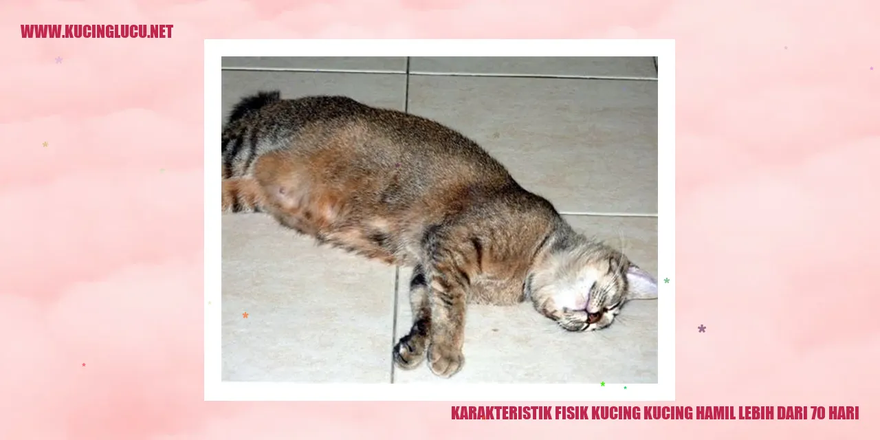 Kucing hamil