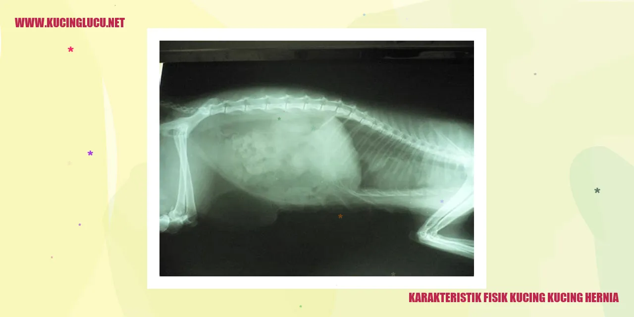 gambar kucing dengan kondisi hernia