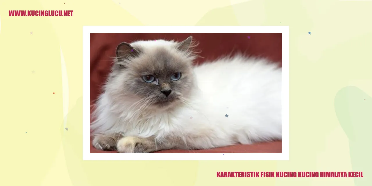 Gambar Kucing Himalaya Kecil