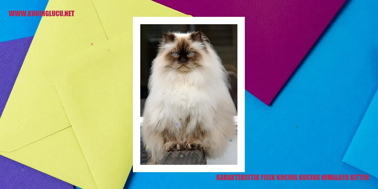 Karakteristik Fisik Kucing Himalaya Kitten