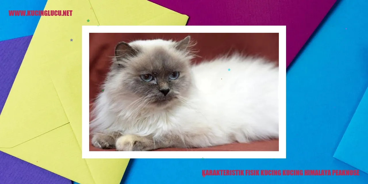 Karakteristik Fisik Kucing Himalaya Peaknose