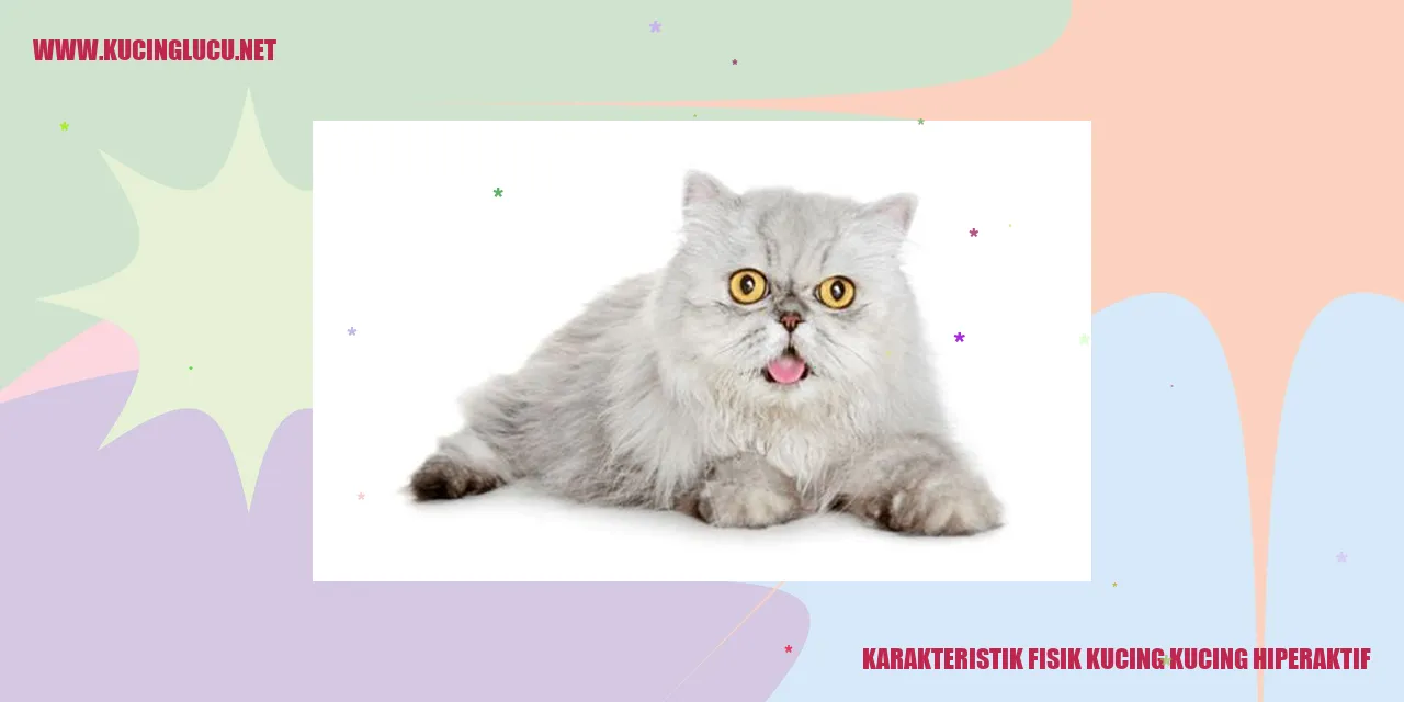 Karakteristik Fisik Kucing Hiperaktif