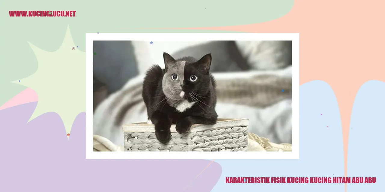 Kucing Hitam Abu-abu