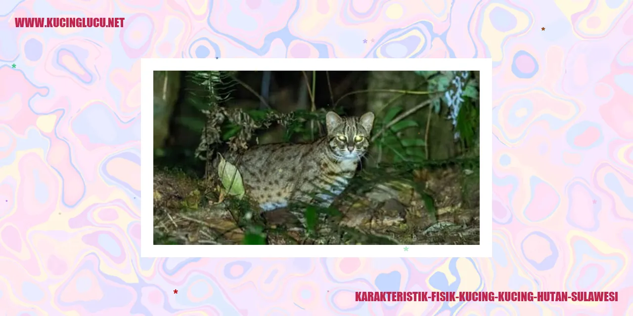 Kucing Hutan Sulawesi