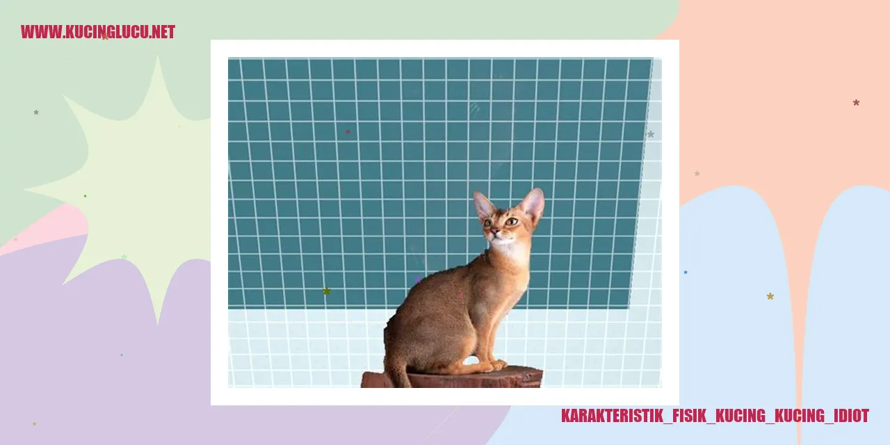 Karakteristik_Fisik_Kucing_Kucing_Idiot