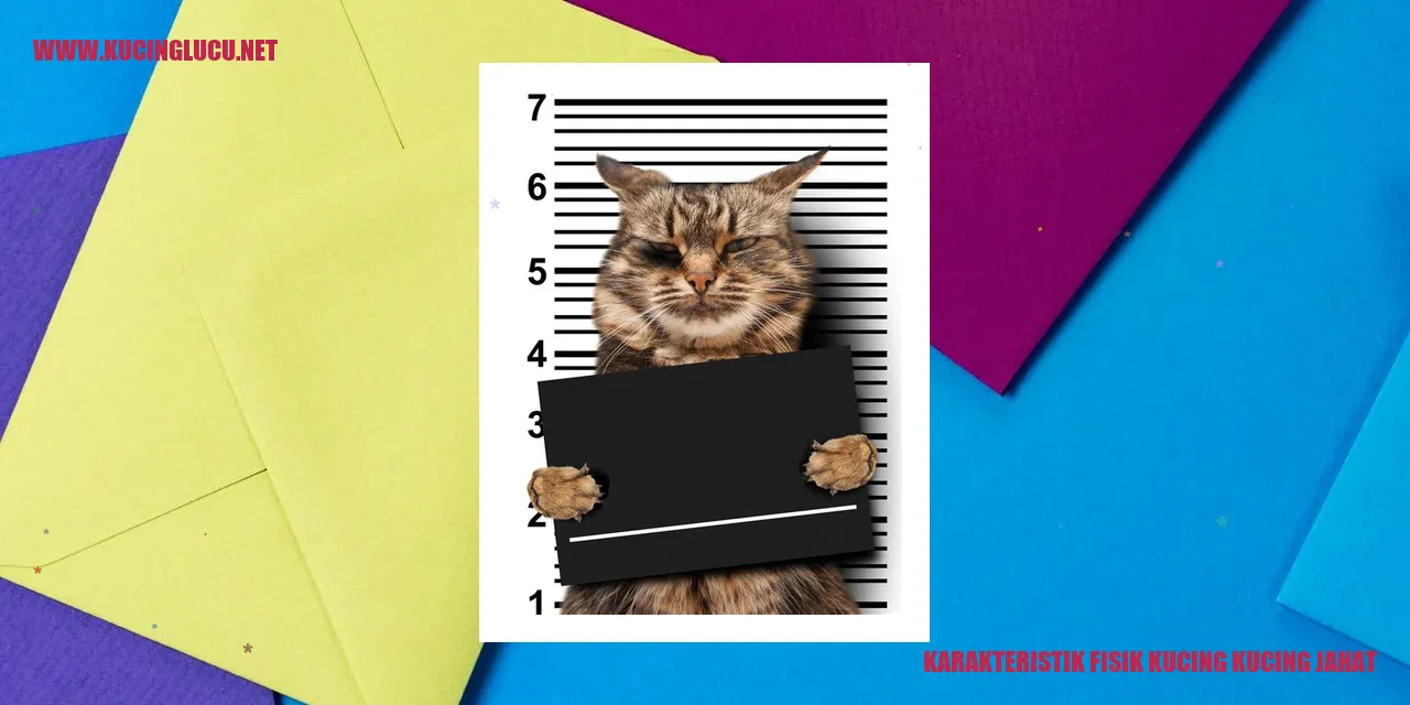 Karakteristik Fisik Kucing kucing jahat