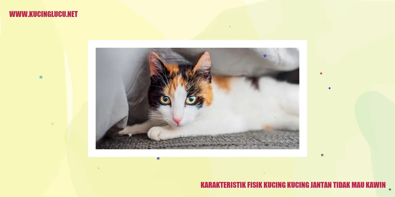 gambar kucing jantan