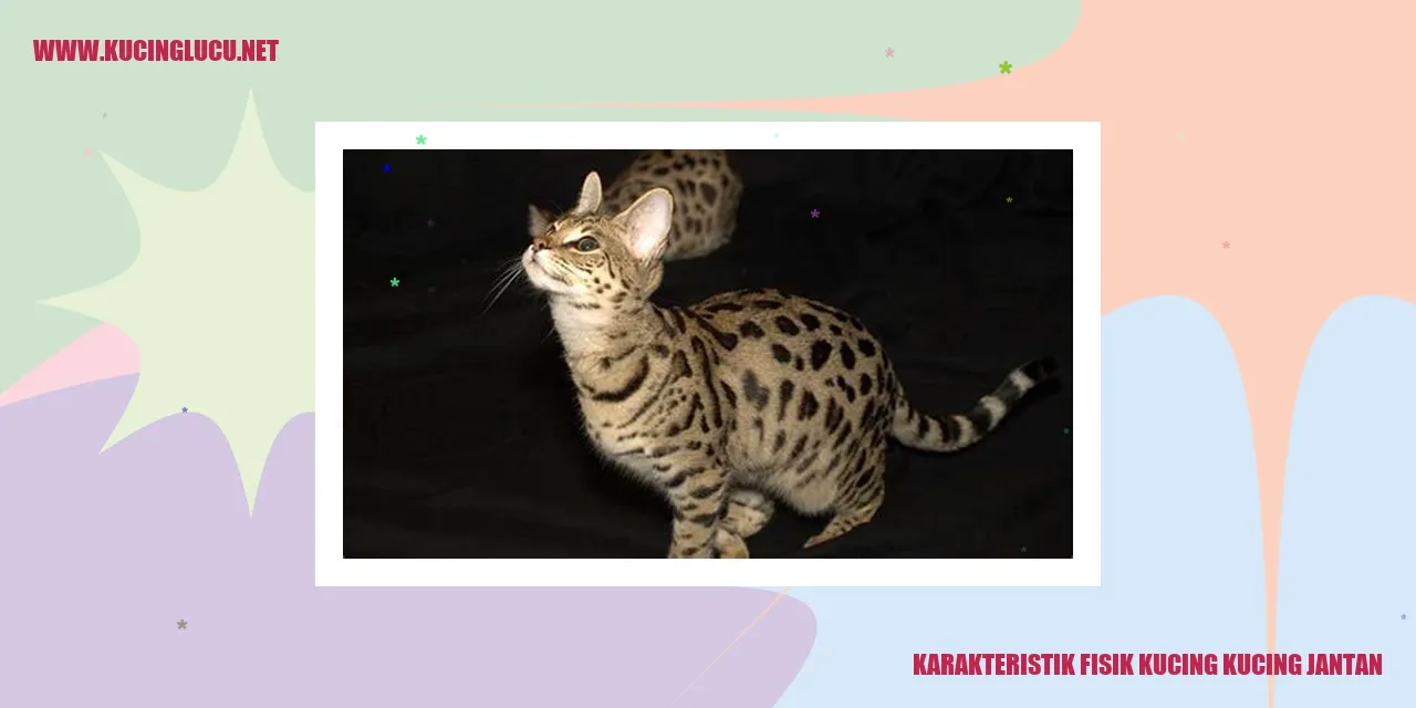 Karakteristik Fisik Kucing Jantan