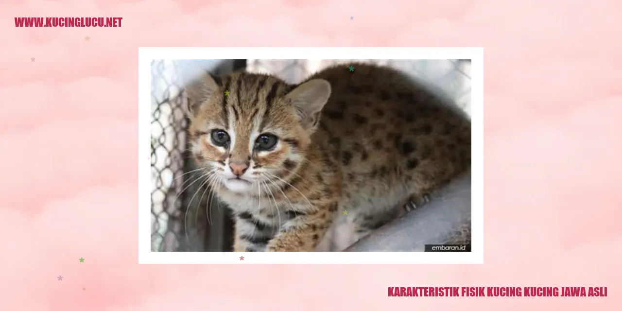 Karakteristik Fisik Kucing Kucing Jawa Asli