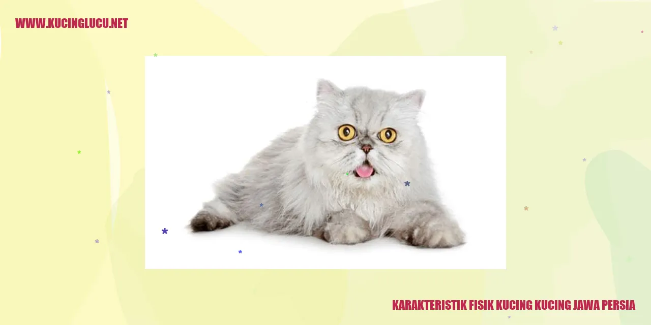 Karakteristik Fisik Kucing Jawa Persia