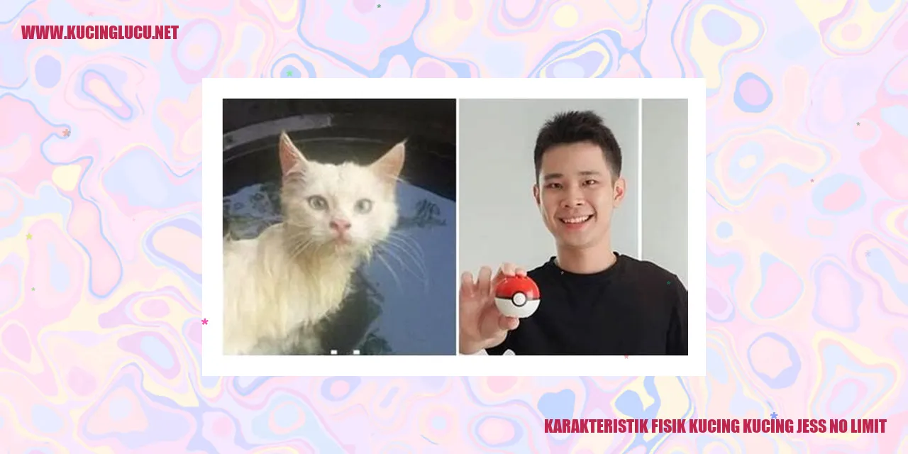 Karakteristik Fisik Kucing Jess No Limit