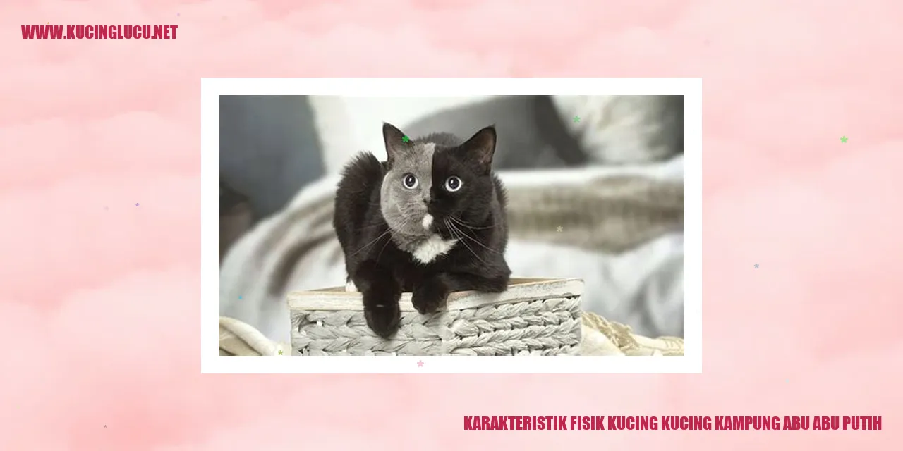 Karakteristik Fisik Kucing Kampung Abu-Abu Putih