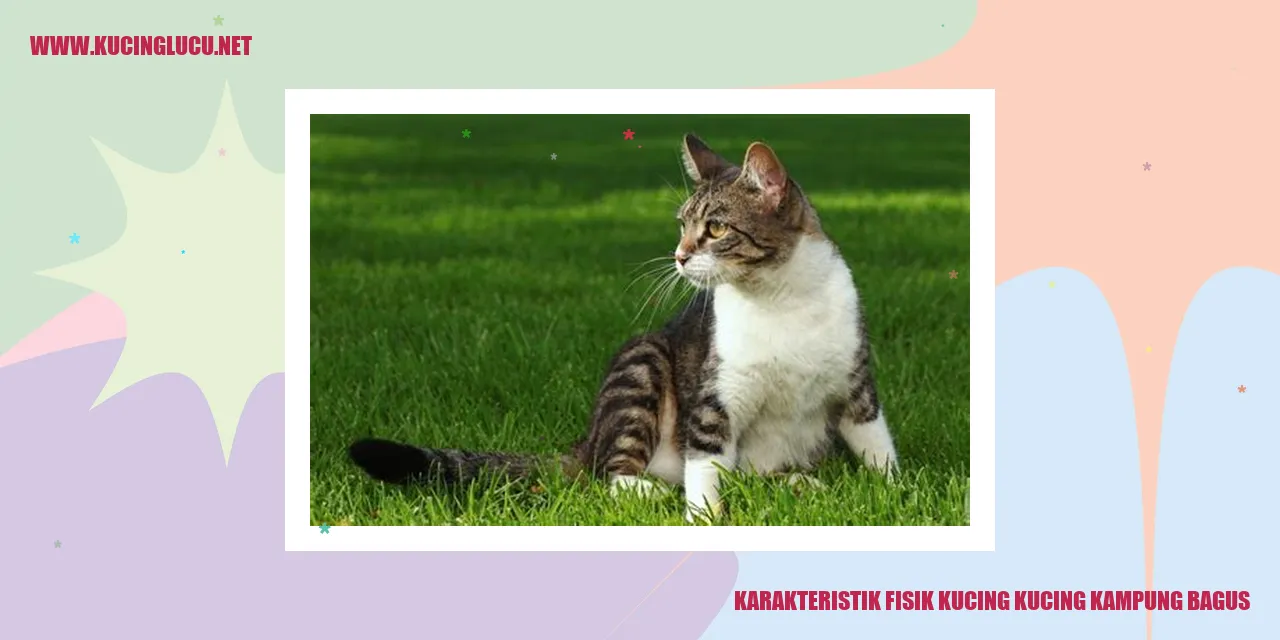 kucing kampung