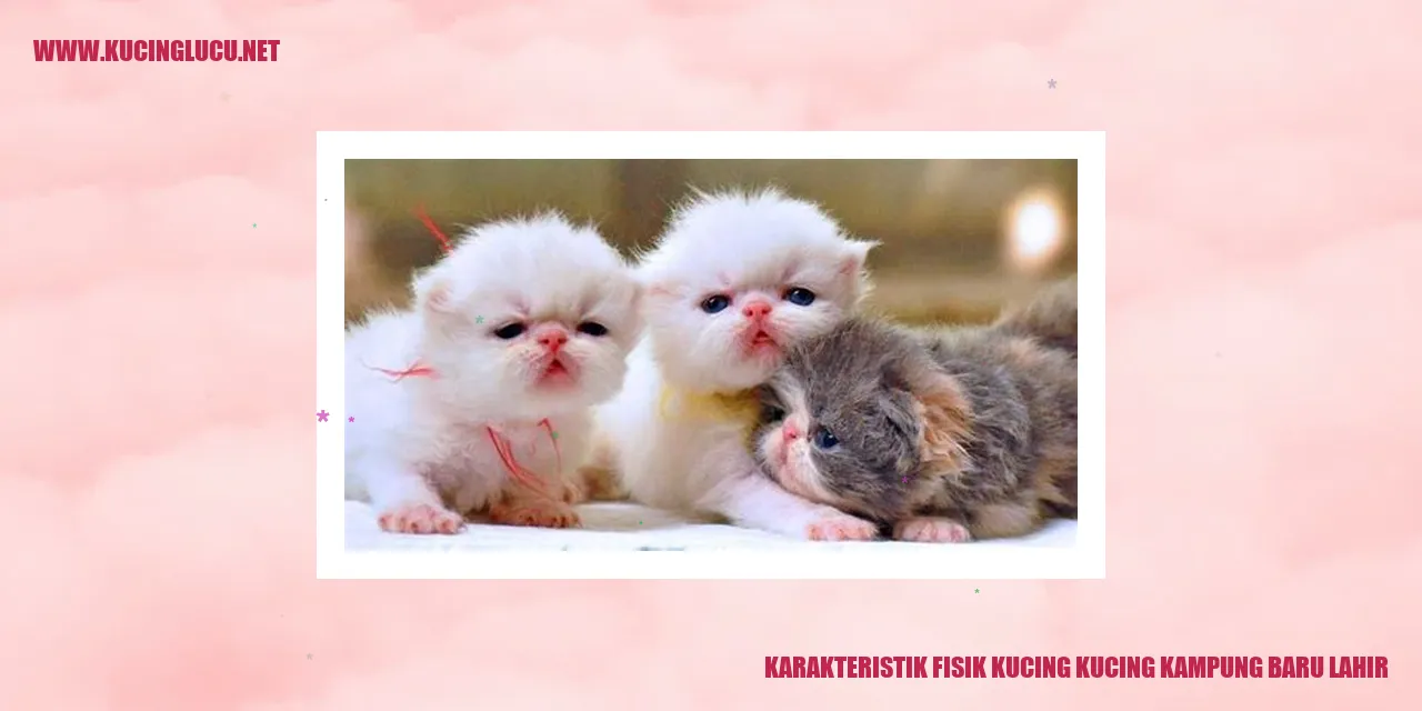 Karakteristik Fisik Kucing Kampung Baru Lahir