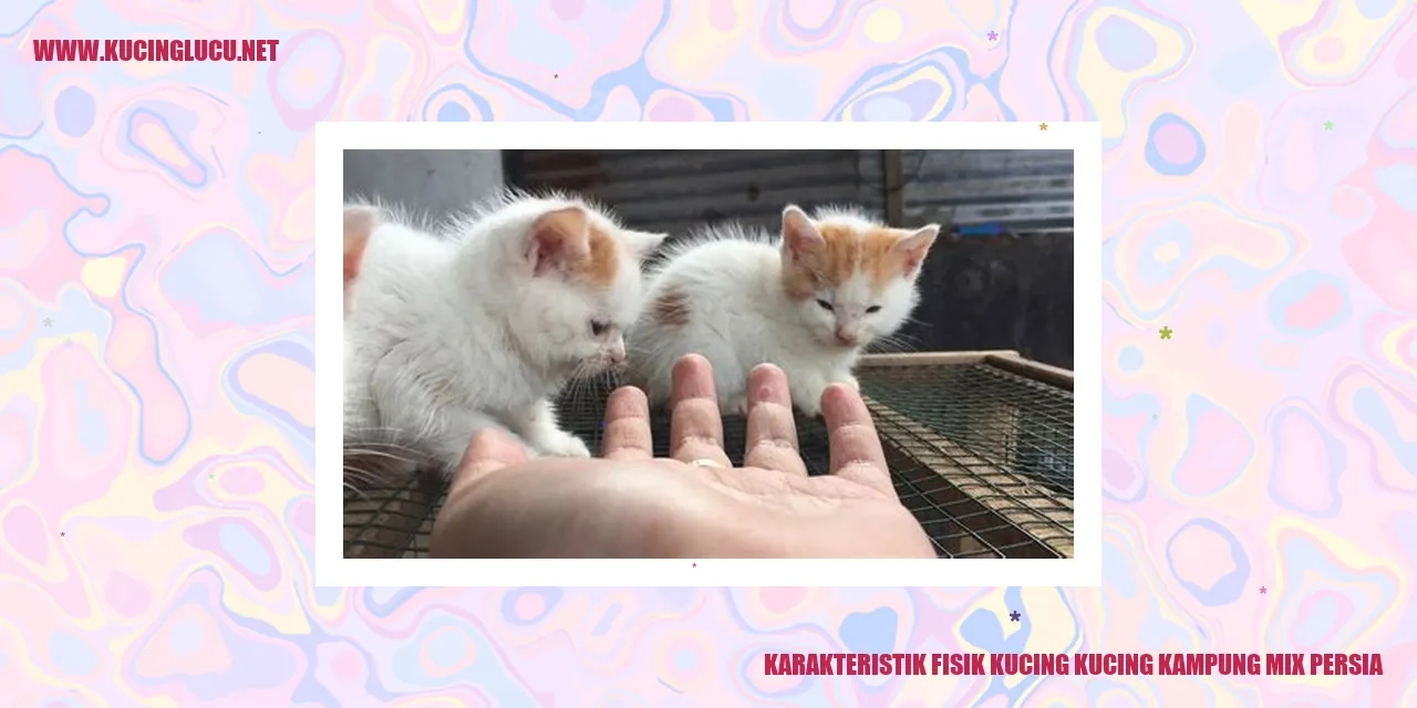 Karakteristik Fisik Kucing Kampung Mix Persia
