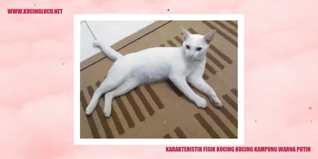 Keistimewaan Fisik Kucing Kampung Berbulu Putih