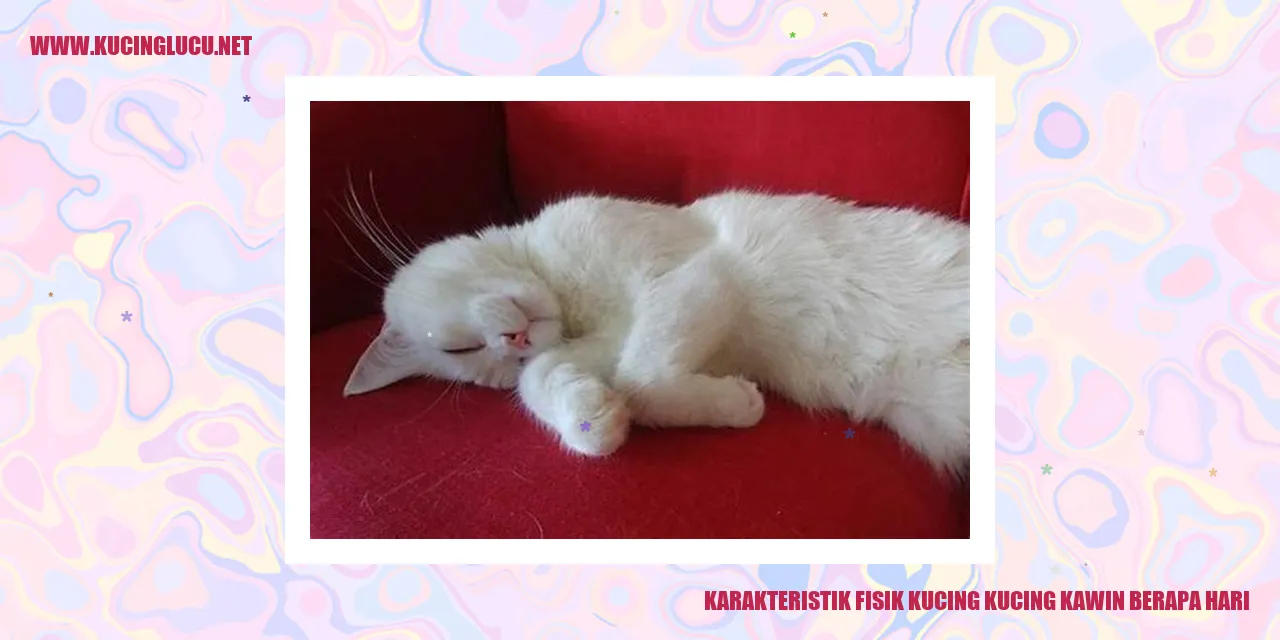 Karakteristik Fisik Kucing Kawin