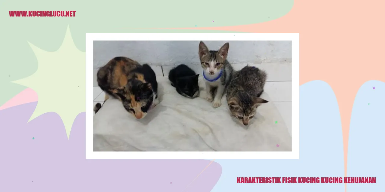 Karakteristik Fisik Kucing kucing kehujanan