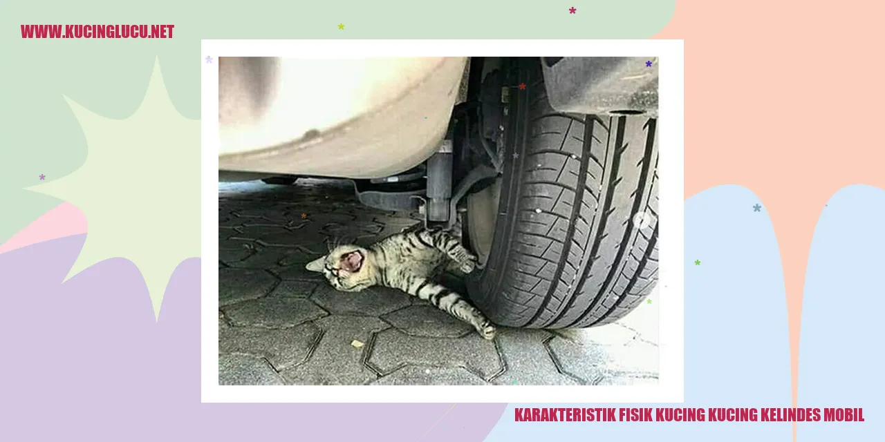 Gambar Kucing yang Terkena Kecelakaan Mobil