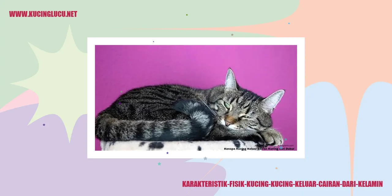Karakteristik Fisik Kucing kucing keluar cairan dari kelamin