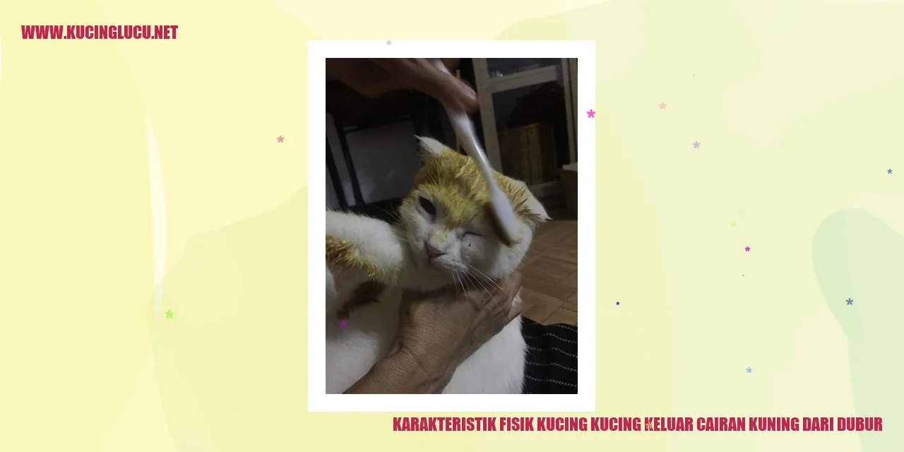 Kucing Mengeluarkan Cairan Kuning