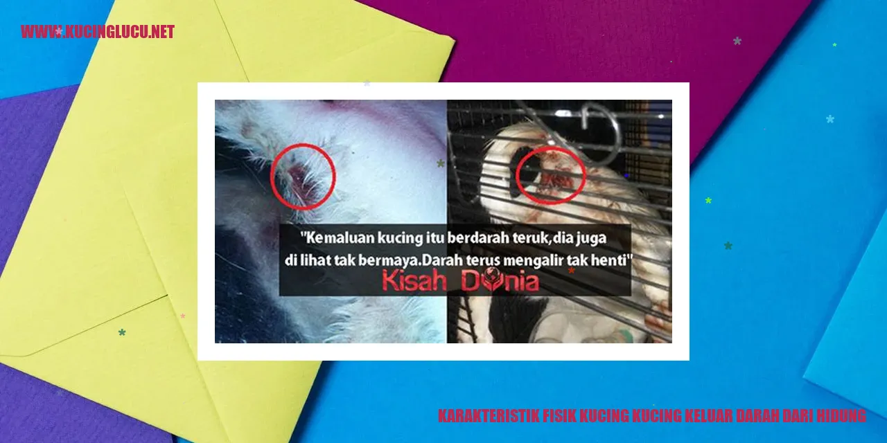 Kucing yang mengalami perdarahan hidung