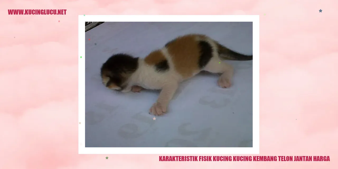 Kucing Kembang Telon Jantan