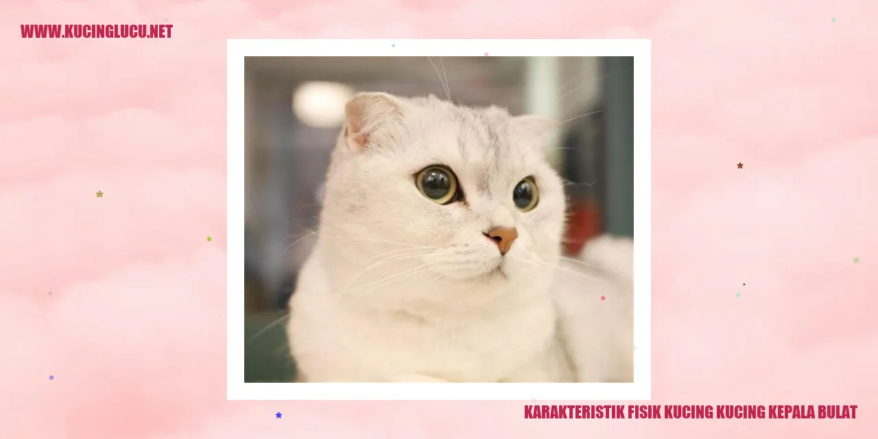 Gambar menggemaskan kucing dengan kepala bulat