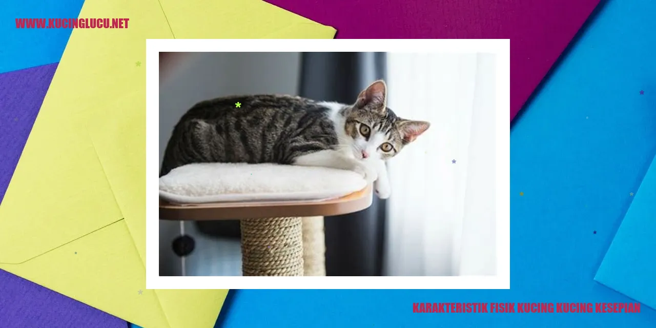 Kucing Kesepian