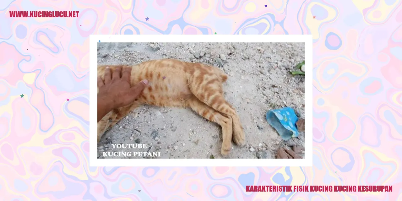 Kucing Kesurupan